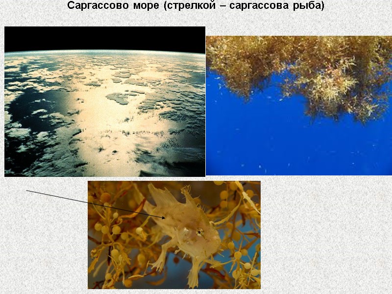 Саргассово море (стрелкой – саргассова рыба)